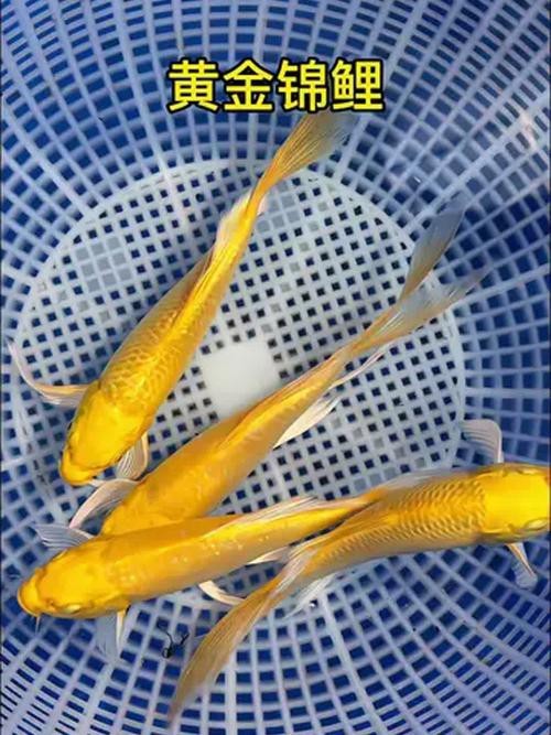 給我一張龍鳳魚(yú)的圖片 給我一張龍鳳魚(yú)的圖片 龍魚(yú)論壇 第23張