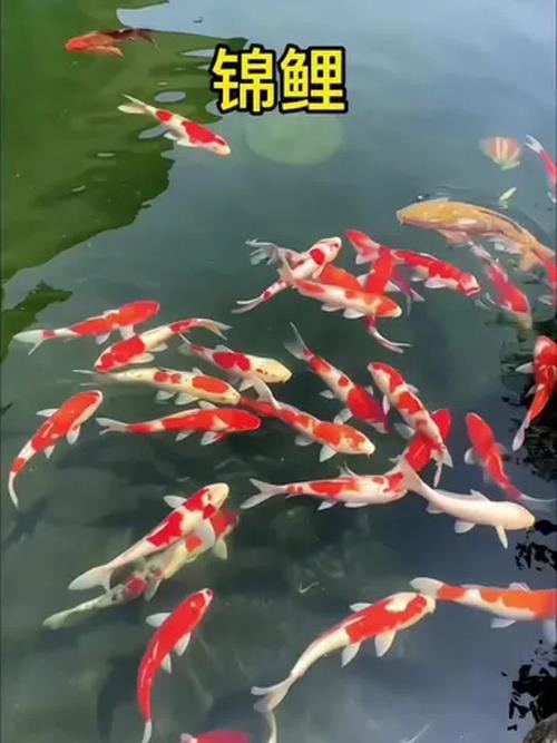 給我一張龍鳳魚(yú)的圖片 給我一張龍鳳魚(yú)的圖片 龍魚(yú)論壇 第24張