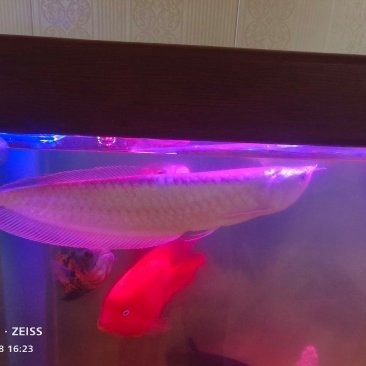 石家莊龍魚市場怎么樣呀多少錢