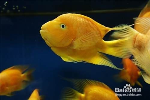 龍魚和鸚鵡混養溫度多少