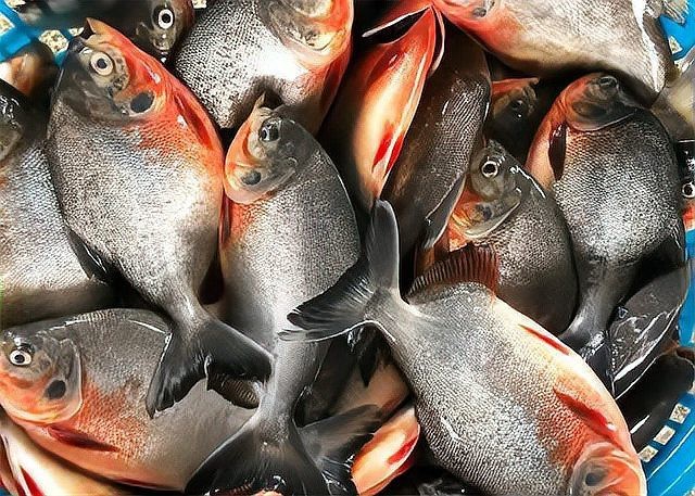 淡水紅鯧魚好吃嗎 淡水紅鯧魚好吃嗎 龍魚論壇 第3張