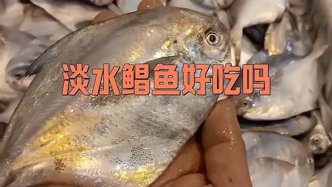 淡水紅鯧魚好吃嗎 淡水紅鯧魚好吃嗎 龍魚論壇 第2張