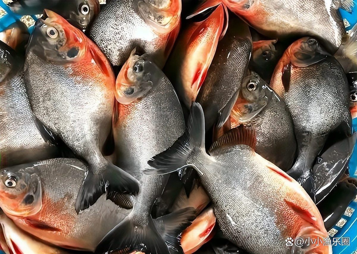 淡水紅鯧魚好吃嗎 淡水紅鯧魚好吃嗎 龍魚論壇 第4張