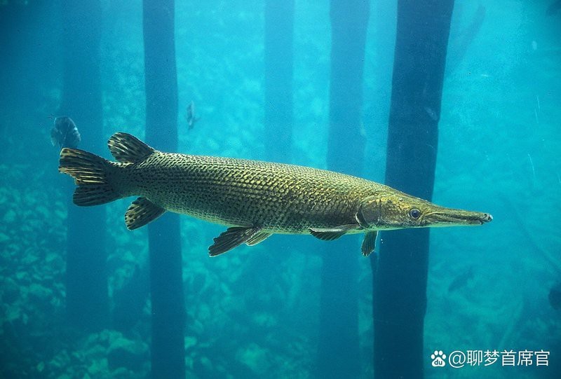 鱷雀鱔是上層魚還是下層魚