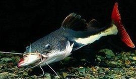 狗仔鯰魚