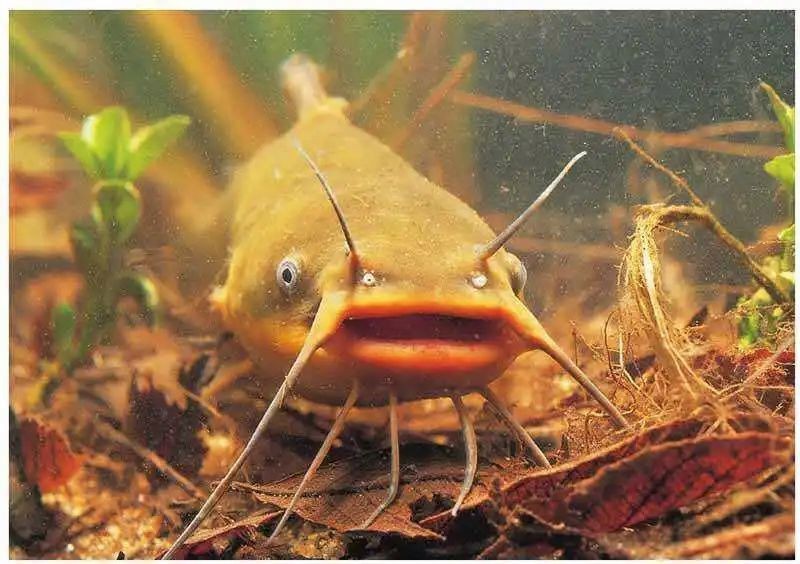 狗仔鯰魚