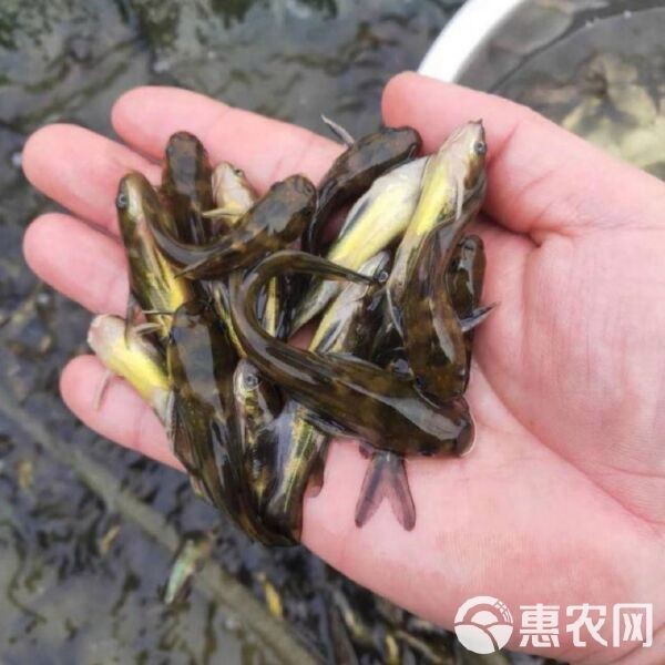 附近哪里有黃骨魚苗賣