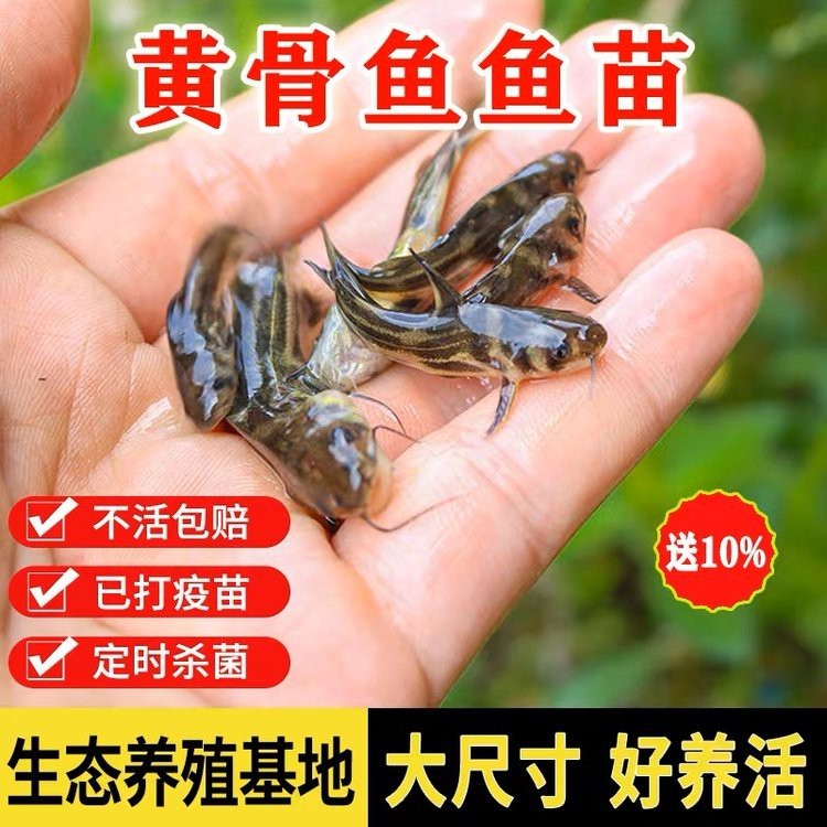 附近哪里有黃骨魚苗賣 附近哪里有黃骨魚苗賣 龍魚論壇 第8張