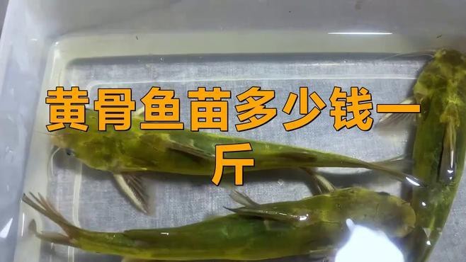 附近哪里有黃骨魚苗賣 附近哪里有黃骨魚苗賣 龍魚論壇 第5張