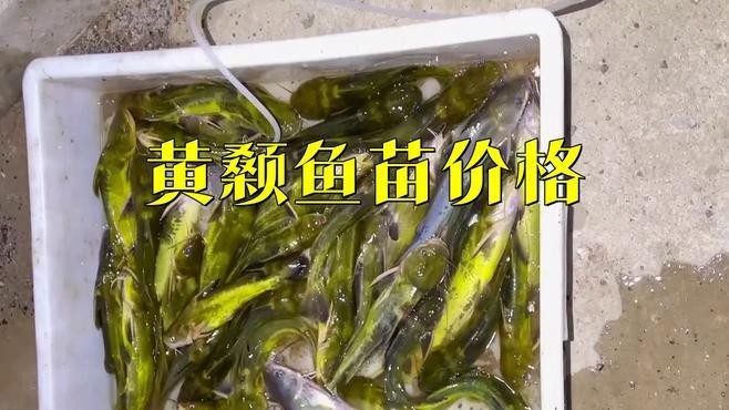 附近哪里有黃骨魚苗賣 附近哪里有黃骨魚苗賣 龍魚論壇 第4張