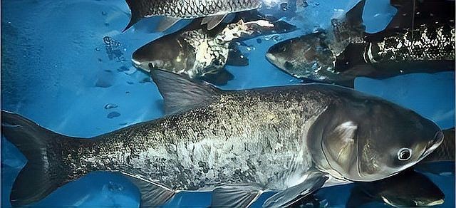 花鰱魚的最佳養殖方法 花鰱魚的最佳養殖方法 龍魚論壇 第7張