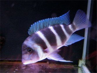 薩伊藍(lán)多少錢(qián)一條 薩伊藍(lán)多少錢(qián)一條 龍魚(yú)論壇 第1張