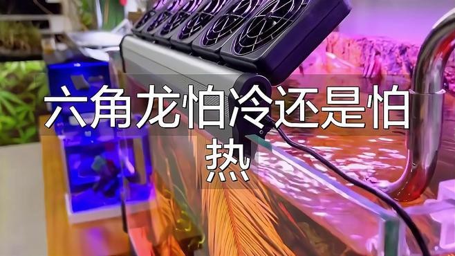六角龍魚要加溫嗎怎么加
