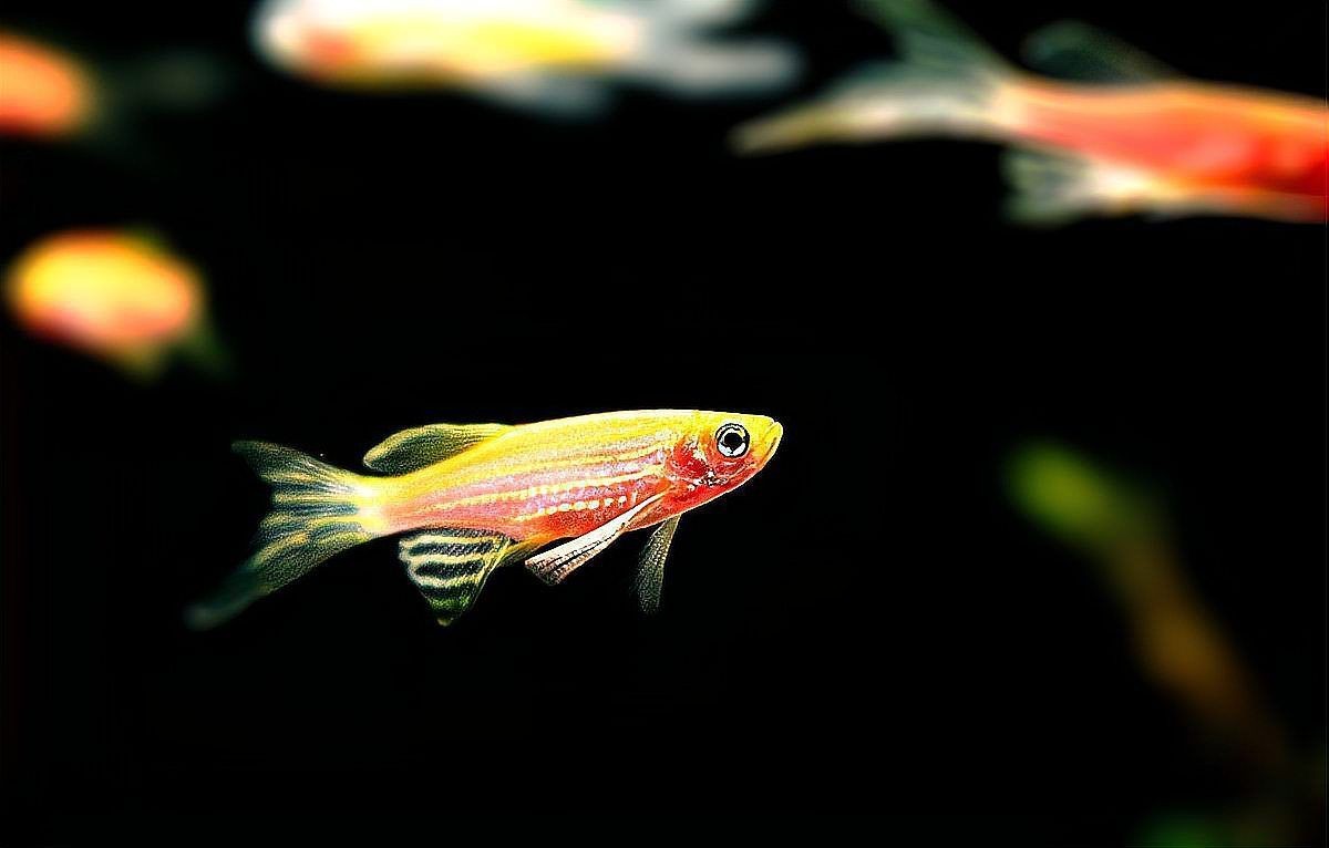 紅斑馬魚(yú) 紅斑馬魚(yú) 龍魚(yú)論壇 第5張