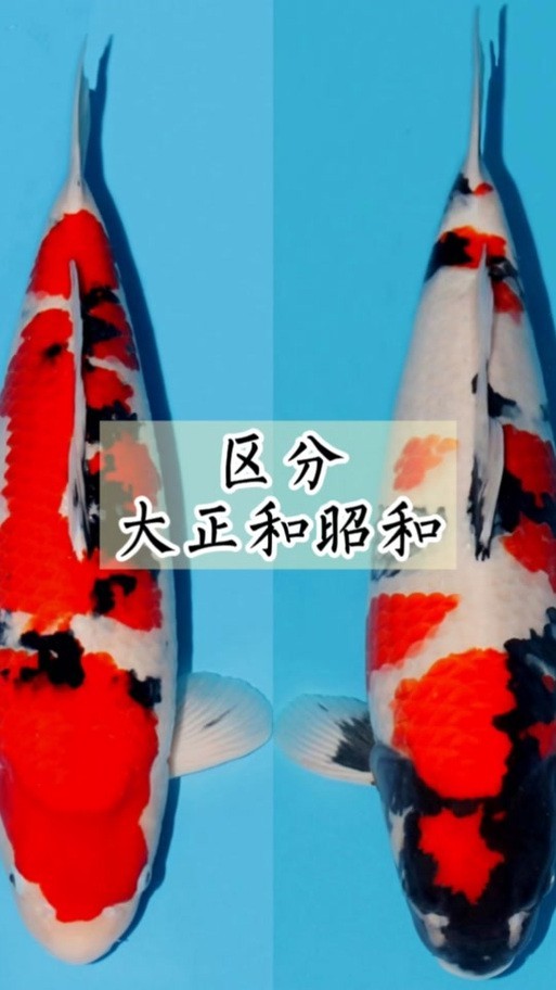 大正與昭和的區別圖片 大正與昭和的區別圖片 龍魚論壇 第4張