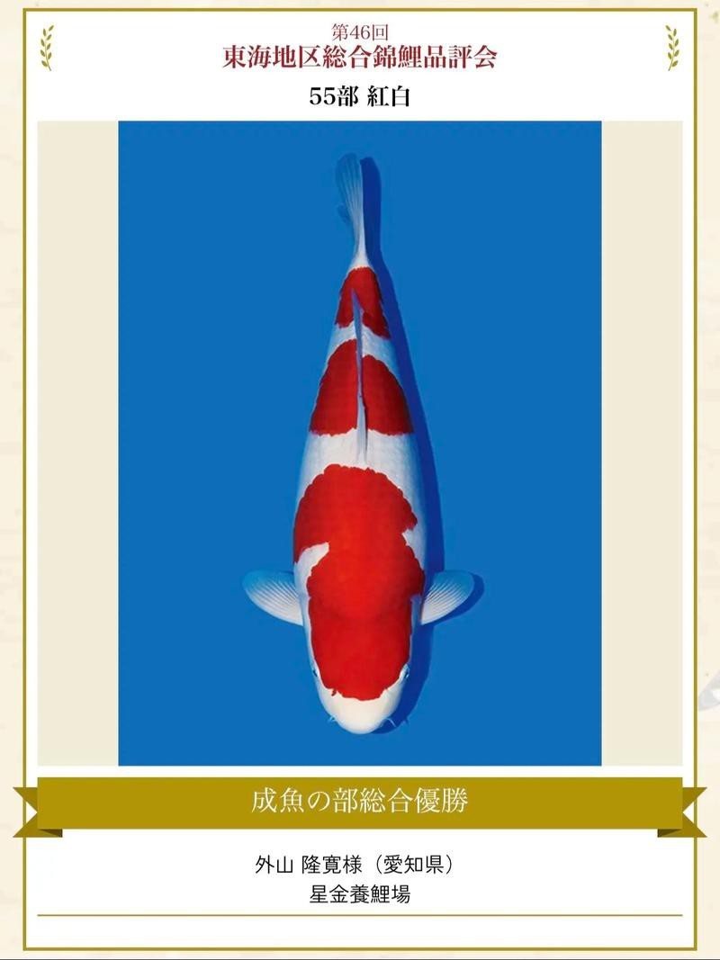 大正與昭和的區別圖片 大正與昭和的區別圖片 龍魚論壇 第13張