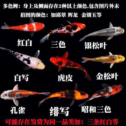 大正與昭和的區別圖片 大正與昭和的區別圖片 龍魚論壇 第14張