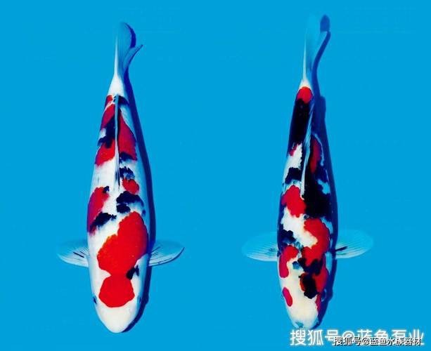 大正與昭和的區別圖片 大正與昭和的區別圖片 龍魚論壇 第12張