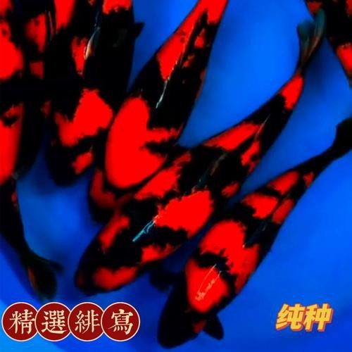 大正與昭和的區別圖片 大正與昭和的區別圖片 龍魚論壇 第15張