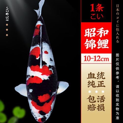 大正與昭和的區別圖片 大正與昭和的區別圖片 龍魚論壇 第21張