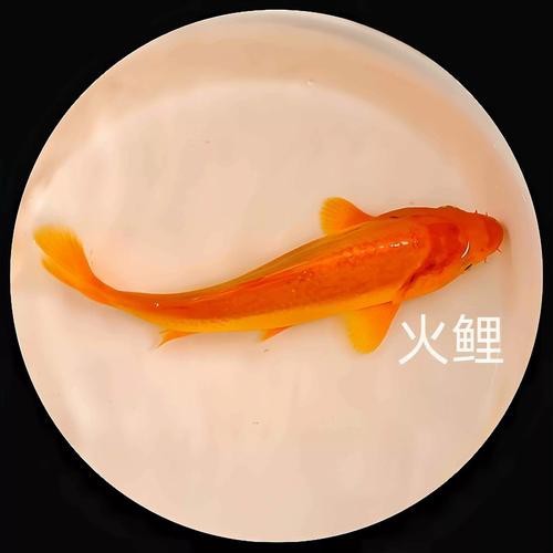 大正與昭和的區別圖片 大正與昭和的區別圖片 龍魚論壇 第20張