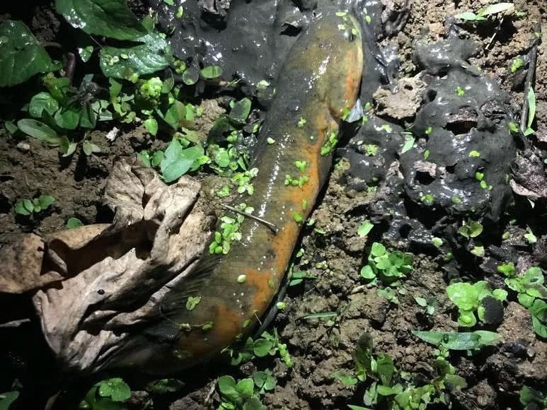 花星魚又叫什么魚 花星魚又叫什么魚 龍魚論壇 第5張