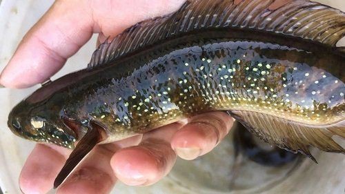 花星魚又叫什么魚 花星魚又叫什么魚 龍魚論壇 第9張