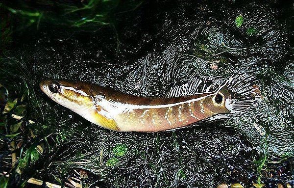 花星魚又叫什么魚 花星魚又叫什么魚 龍魚論壇 第7張