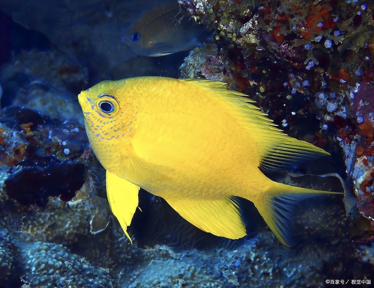 觀賞魚活體水族寵物