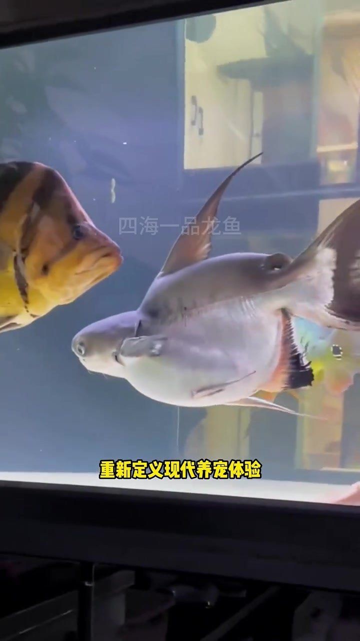 觀賞魚活體水族寵物