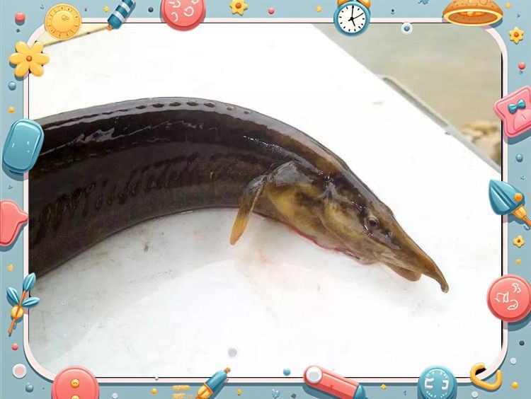 跟刀魚很像的一種魚