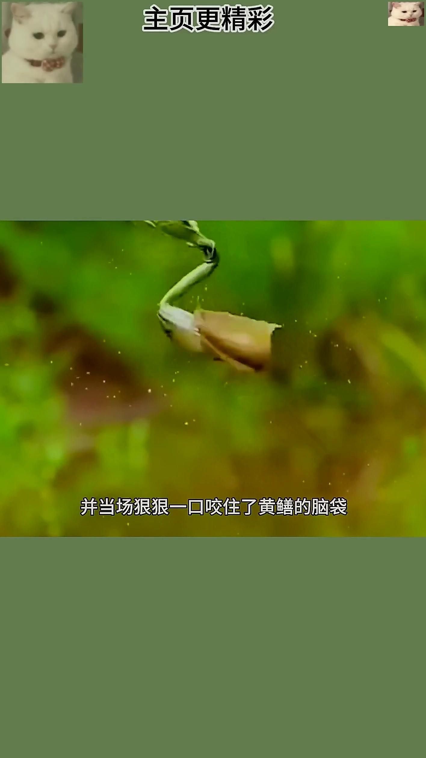 金龍魚高清視頻 金龍魚高清視頻 龍魚論壇 第3張