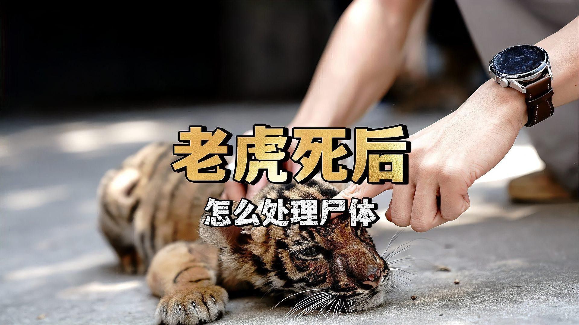 六角龍遺體火化需要哪些手續？