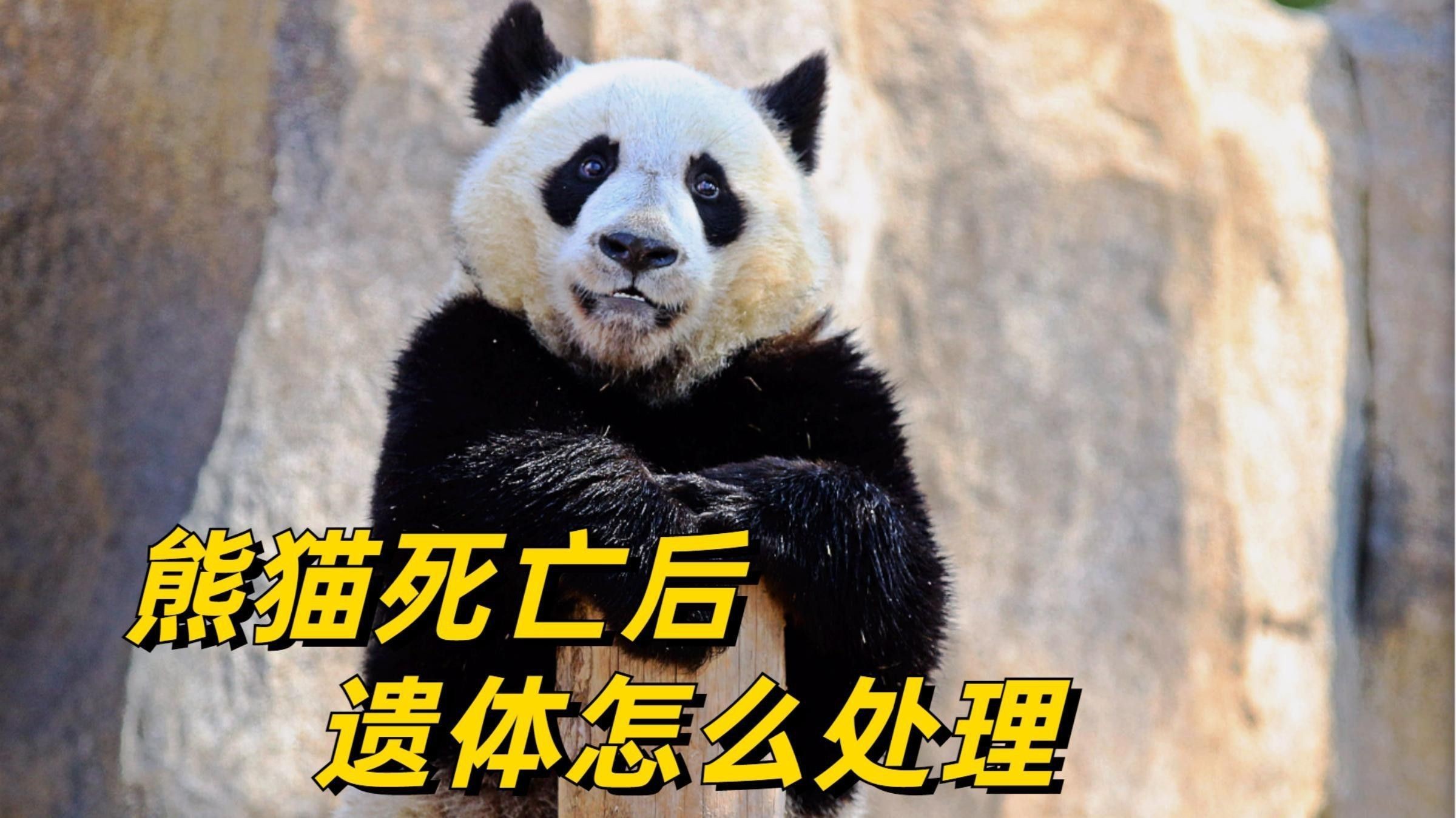 六角龍遺體火化需要哪些手續？