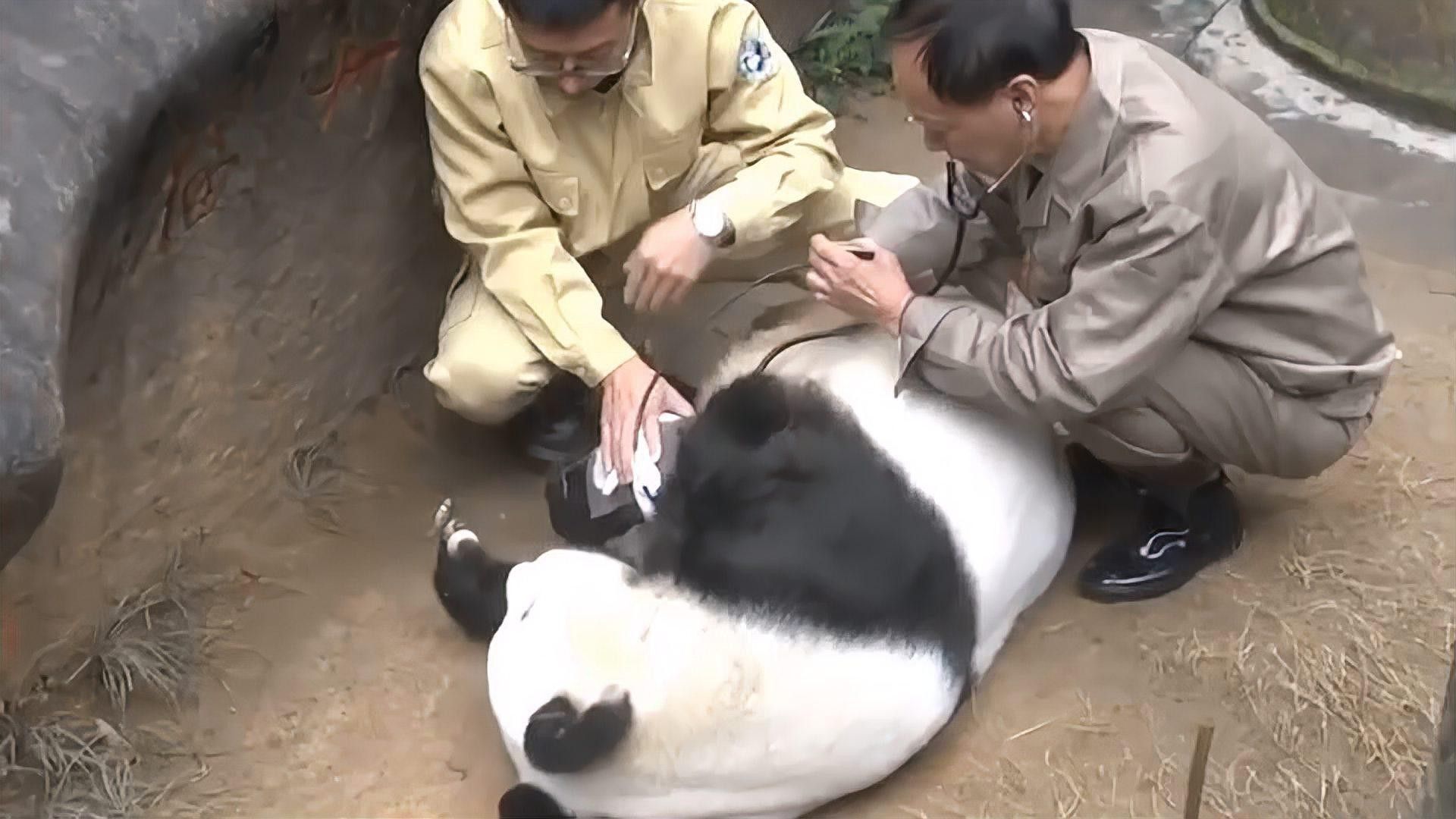 六角龍遺體火化需要哪些手續？