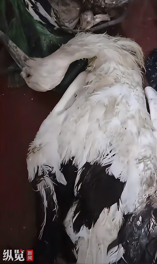 六角龍遺體火化需要哪些手續？