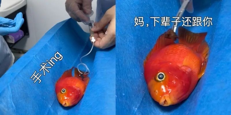 龍魚爛身手術費用大概是多少？