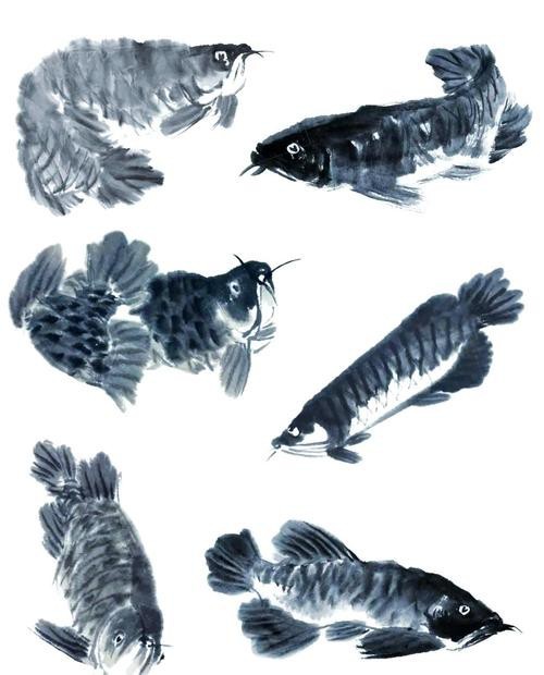 銀龍魚圖片及價格（銀龍魚價值多少錢） 銀龍魚圖片及價格（銀龍魚價值多少錢） 銀龍魚百科 第21張