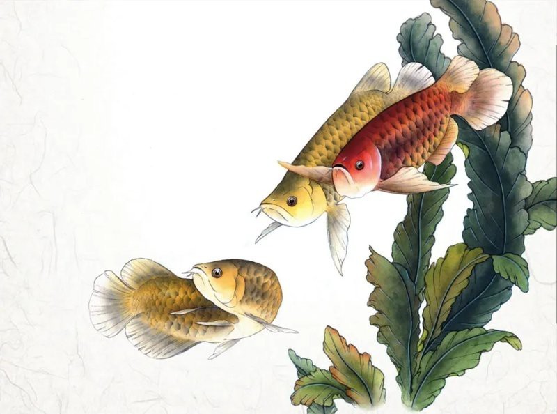 銀龍魚圖片及價格（銀龍魚價值多少錢） 銀龍魚圖片及價格（銀龍魚價值多少錢） 銀龍魚百科 第24張