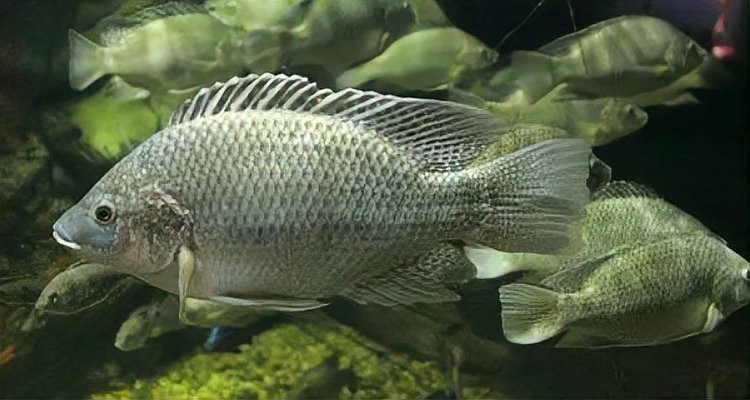 福壽魚跟羅非魚一樣嗎 福壽魚跟羅非魚一樣嗎 龍魚論壇 第1張