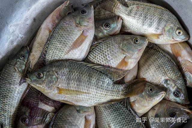 福壽魚跟羅非魚一樣嗎 福壽魚跟羅非魚一樣嗎 龍魚論壇 第4張