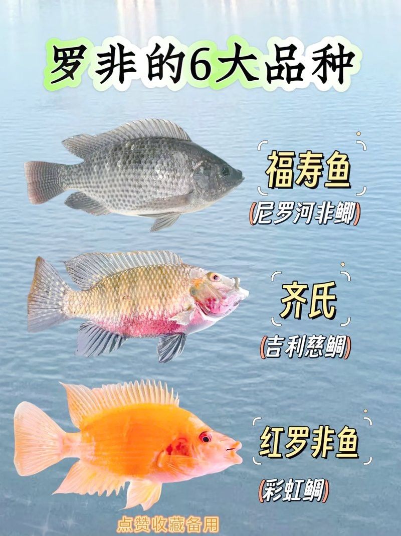 福壽魚跟羅非魚一樣嗎 福壽魚跟羅非魚一樣嗎 龍魚論壇 第7張