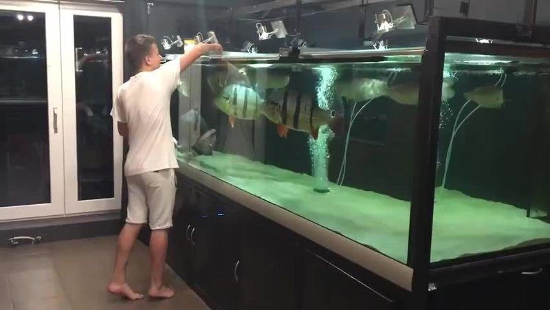 皇冠三間魚能長多大 皇冠三間魚能長多大 龍魚論壇 第3張