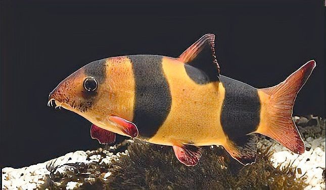皇冠三間魚能長多大 皇冠三間魚能長多大 龍魚論壇 第15張