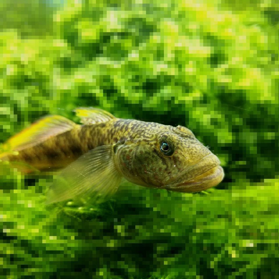 紅箭魚(yú)好養(yǎng)嗎