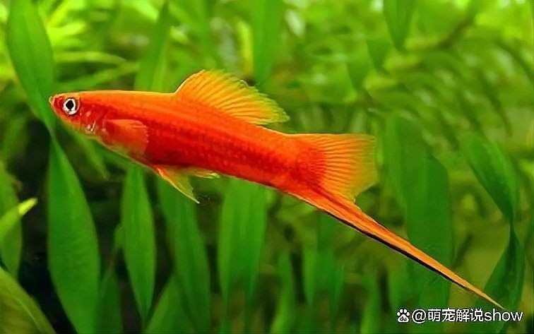 紅箭魚(yú)好養(yǎng)嗎
