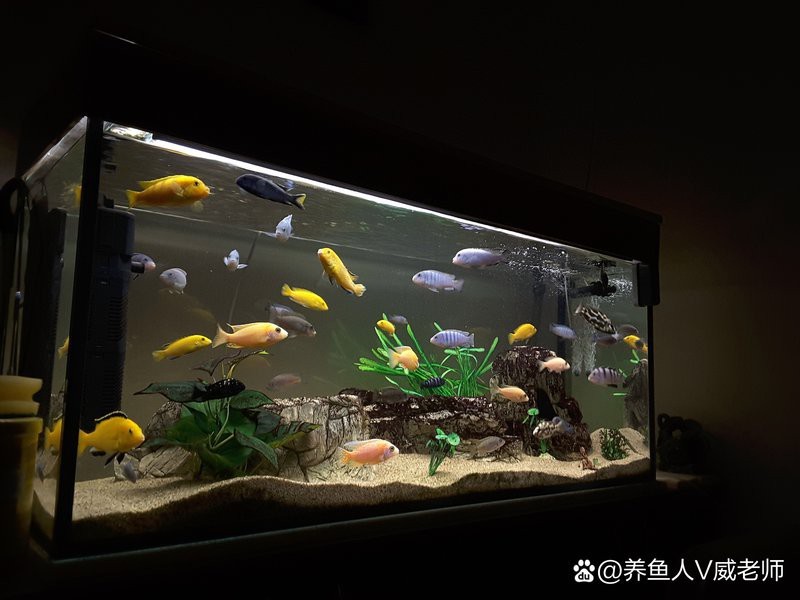 十大頂級魚缸燈品牌