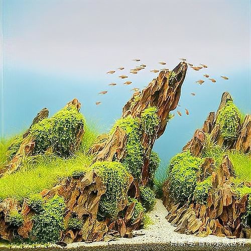 十大魚缸造景石排名