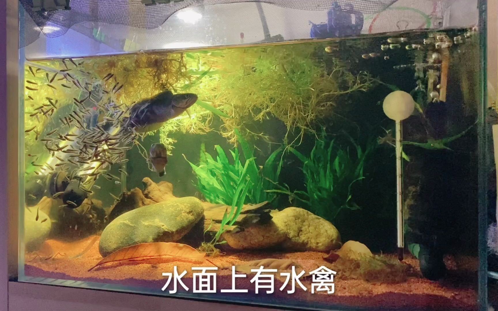 彩虹雷龍的最佳繁殖條件是什么？ 彩虹雷龍的最佳繁殖條件是什么？ 龍魚論壇 第3張