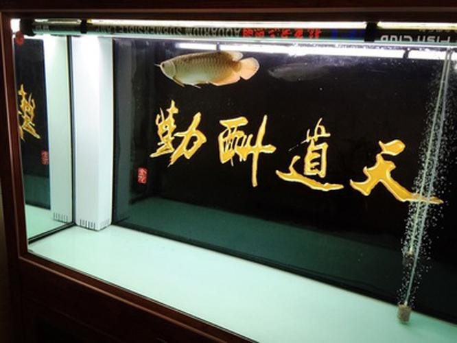 龍魚缸背景圖ins